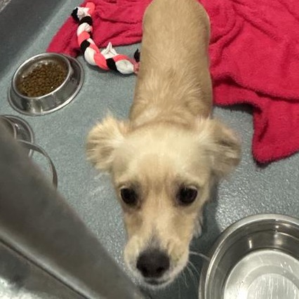 Shelter Stray Unknown Dog last seen , 12910 Yukon Ave, Hawthorne, CA 90250, USA