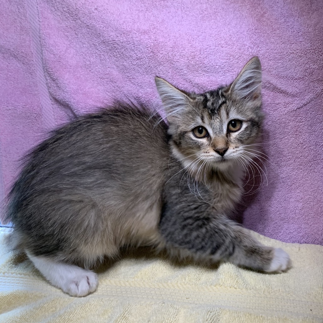 Shelter Stray Female Cat last seen , 361 S Raymond Ave, Pasadena, CA 91105, USA