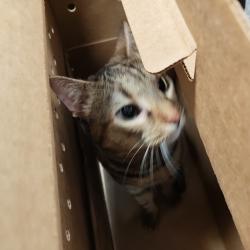 Shelter Stray Female Cat last seen , Animal Care & Control Team of Philly, 111 W Hunting Park Ave, Philadelphia, PA 19140, USA