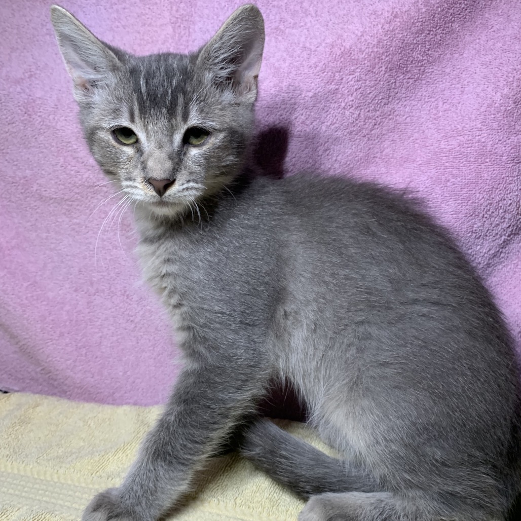 Shelter Stray Male Cat last seen , 361 S Raymond Ave, Pasadena, CA 91105, USA