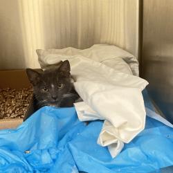 Shelter Stray Male Cat last seen , Animal Care & Control Team of Philly, 111 W Hunting Park Ave, Philadelphia, PA 19140, USA
