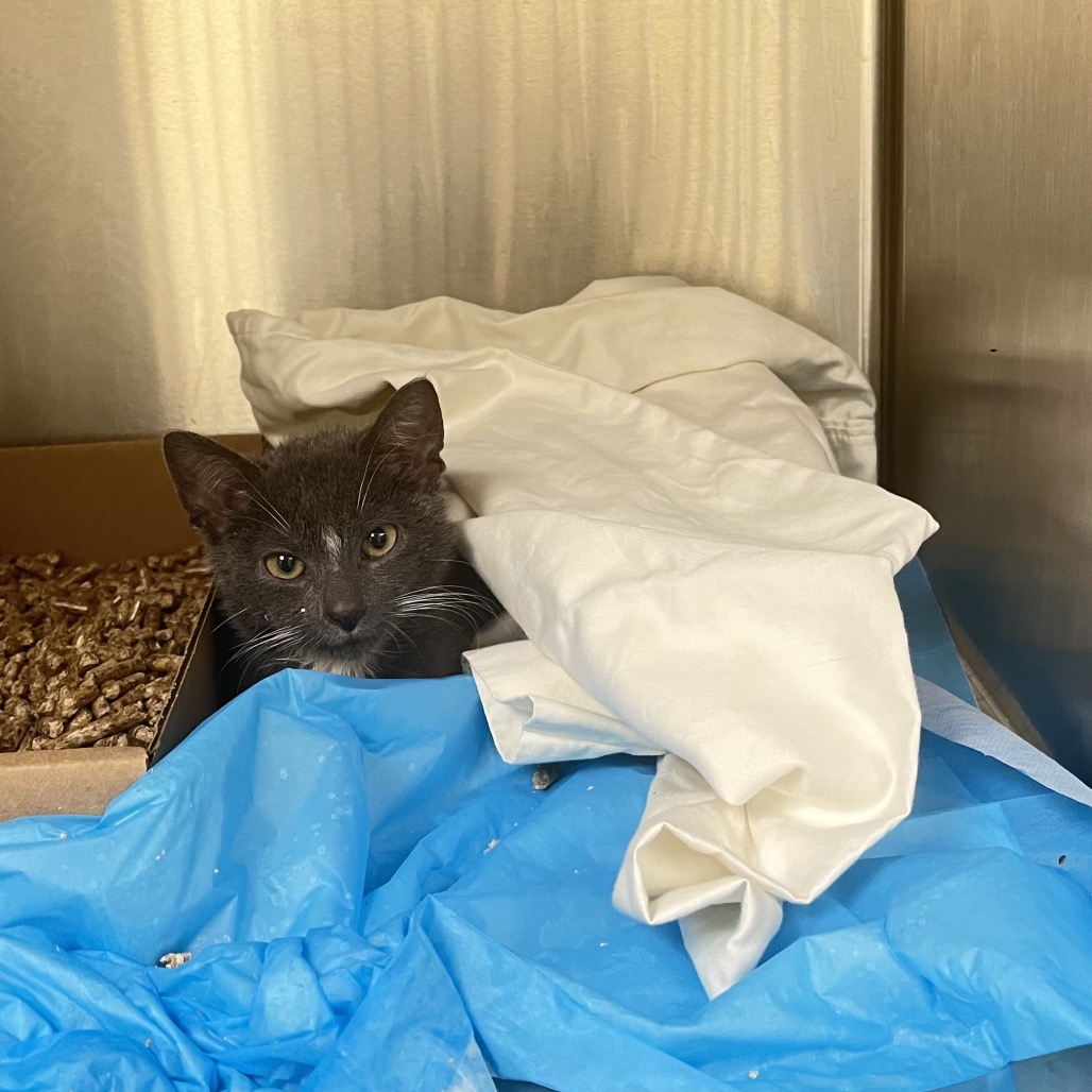 Shelter Stray Male Cat last seen , Animal Care & Control Team of Philly, 111 W Hunting Park Ave, Philadelphia, PA 19140, USA