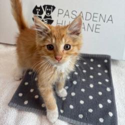 Shelter Stray Male Cat last seen , 361 S Raymond Ave, Pasadena, CA 91105, USA