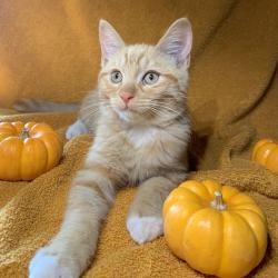 Shelter Stray Male Cat last seen , 361 S Raymond Ave, Pasadena, CA 91105, USA