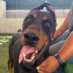 Shelter Stray Male Dog last seen , 361 S Raymond Ave, Pasadena, CA 91105, USA