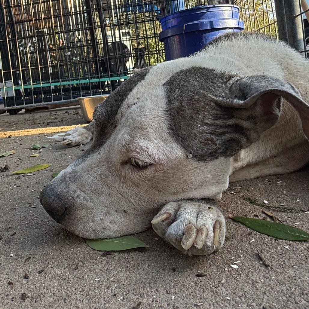 Shelter Stray Female Dog last seen , 141 Canna Ln, Lake Jackson, TX 77566, USA