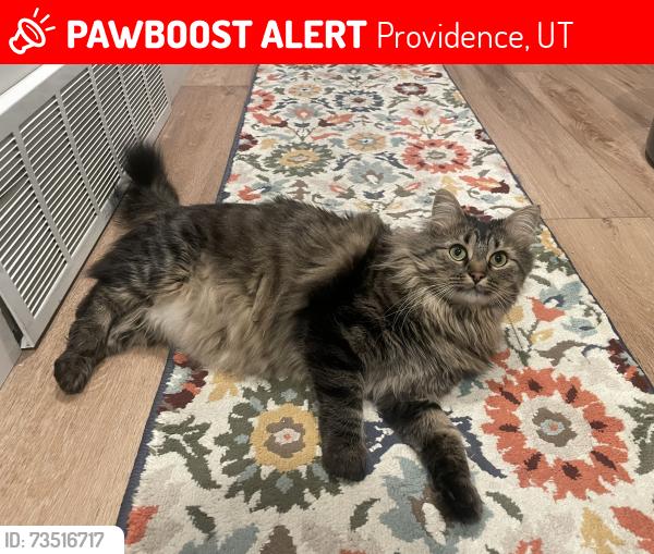 Lost Female Cat last seen Meadow Lane & Garden Drive, Providence, UT 84332
