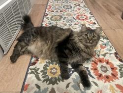 Lost Female Cat last seen Meadow Lane & Garden Drive, Providence, UT 84332