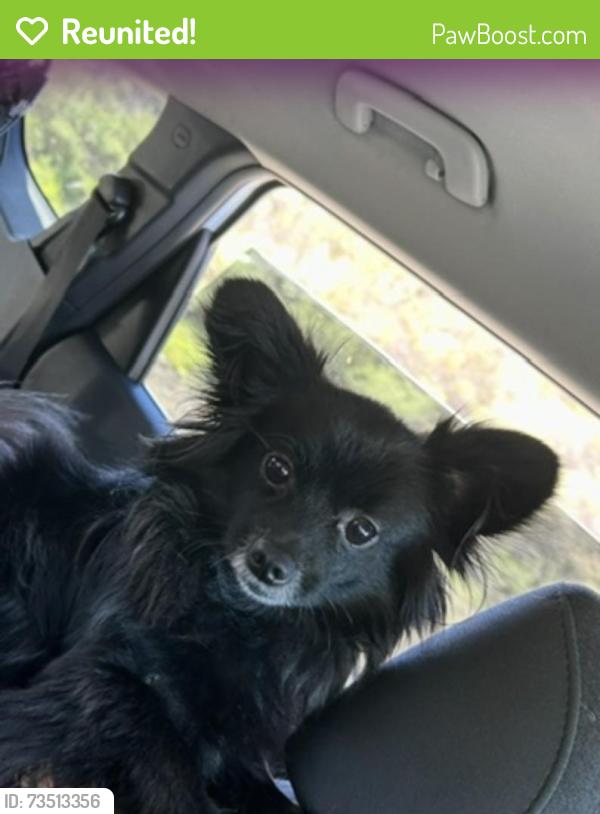 Reunited Male Dog last seen Chase and Avocado, El Cajon, CA 92020