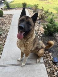 Found/Stray Male Dog last seen Alcala Cove Ct, Conroe, TX 77301