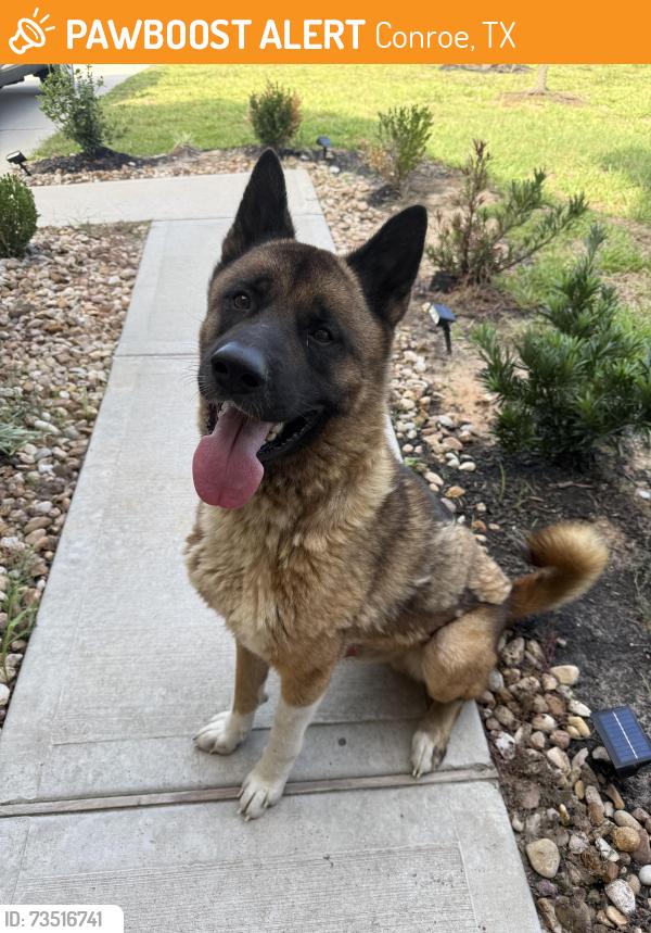 Found/Stray Male Dog last seen Alcala Cove Ct, Conroe, TX 77301
