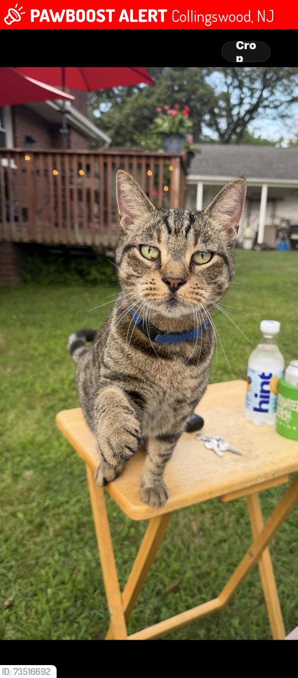 Lost Male Cat last seen S Park Drive & Palmer Ave, Collingswood, Collingswood, NJ 08105