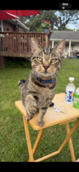 Lost Male Cat last seen S Park Drive & Palmer Ave, Collingswood, Collingswood, NJ 08105