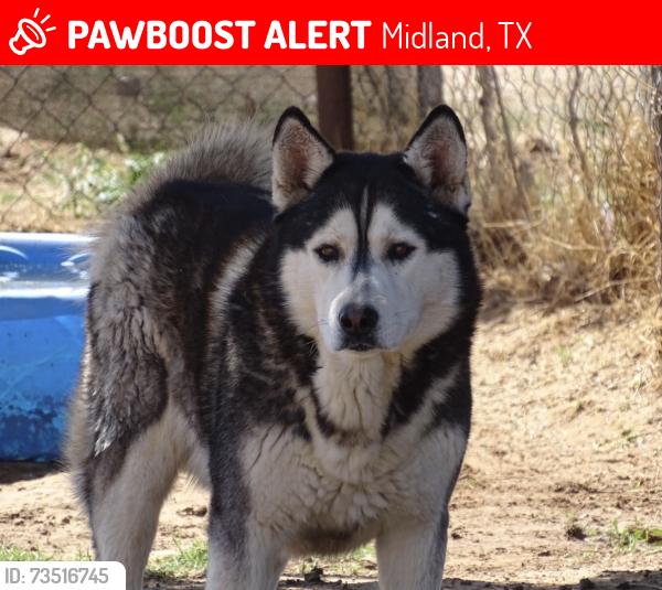 Lost Male Dog last seen Near N County Rd 1297, Midland, TX 79707