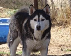 Lost Male Dog last seen Near N County Rd 1297, Midland, TX 79707