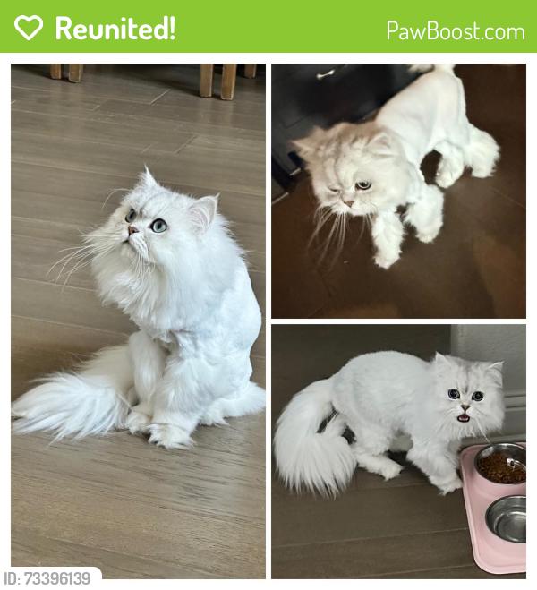 Reunited Male Cat last seen School rd, Dove Rd, Savannah Trl, Southlake, TX 76092