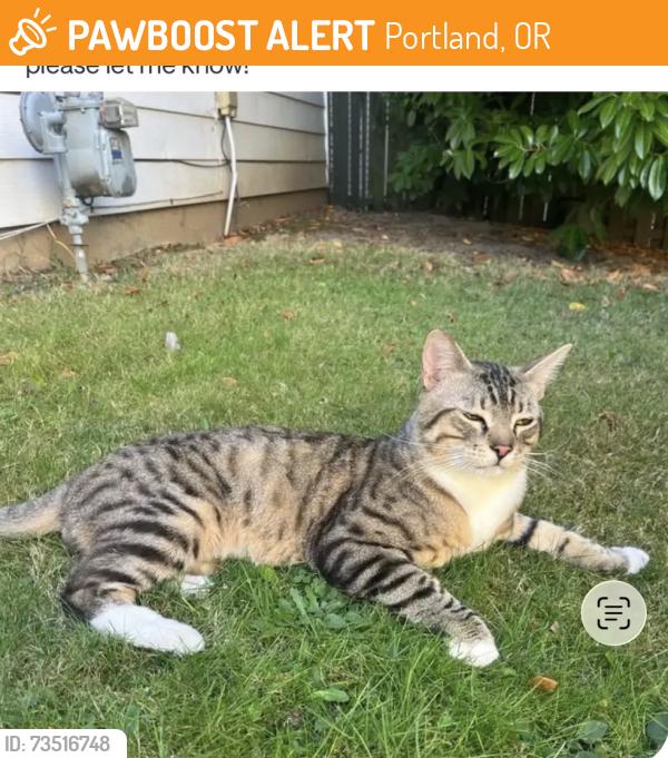 Found/Stray Male Cat last seen SE 30th Ave & SE Schiller St, Portland, OR 97202