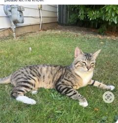 Found/Stray Male Cat last seen SE 30th Ave & SE Schiller St, Portland, OR 97202