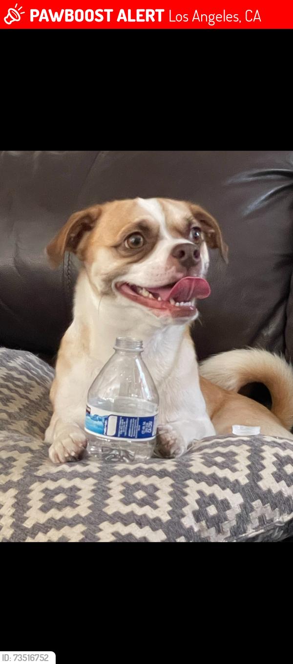 Lost Male Dog last seen Melrose, Los Angeles, CA 90004