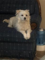 Lost Male Dog last seen Kirman and Colorado streets, Reno, NV 89502