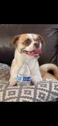 Lost Male Dog last seen Melrose, Los Angeles, CA 90004
