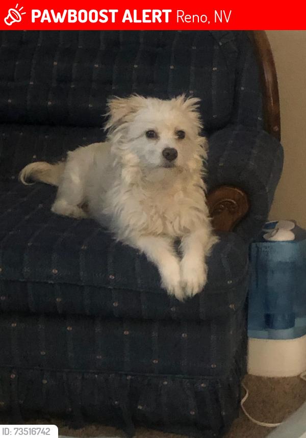 Lost Male Dog last seen Kirman and Colorado streets, Reno, NV 89502