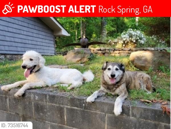 Lost Male Dog last seen The Pit Stop at County Line Rd., Rock Spring, GA 30739