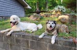 Lost Male Dog last seen The Pit Stop at County Line Rd., Rock Spring, GA 30739