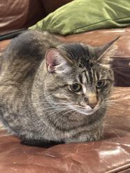 Reunited Male Cat last seen Oak Canyon Place, Escondido, CA 92025