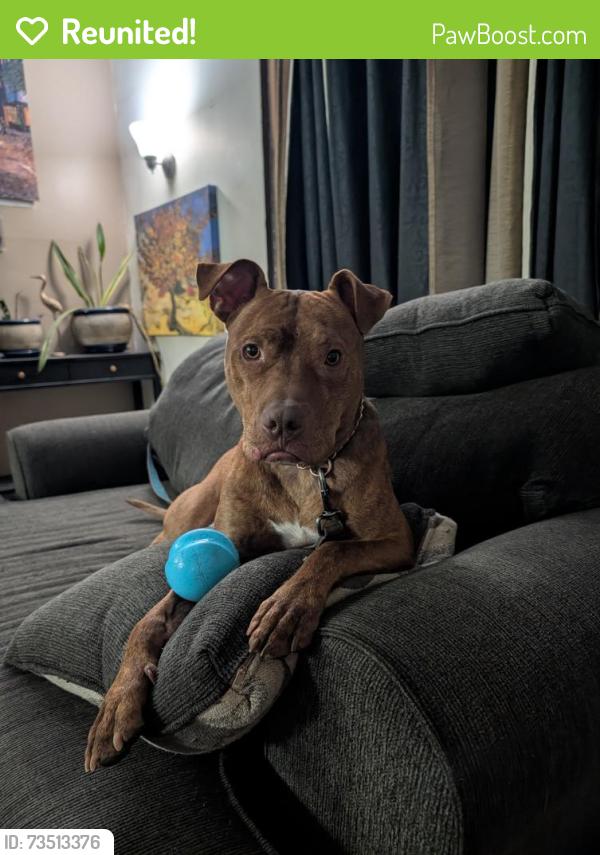 Reunited Male Dog last seen Emerson Garfield area near Maple and nw blvd, Spokane, WA 99205