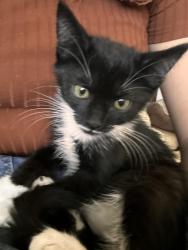 Shelter Stray Male Cat last seen Near E 1050 N, Bountiful, UT 84010, USA, 1422 E 600 N, Fruit Heights, UT 84037, USA