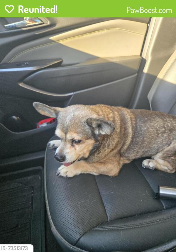 Reunited Female Dog last seen Northshore Elementary, Houston, TX 77015