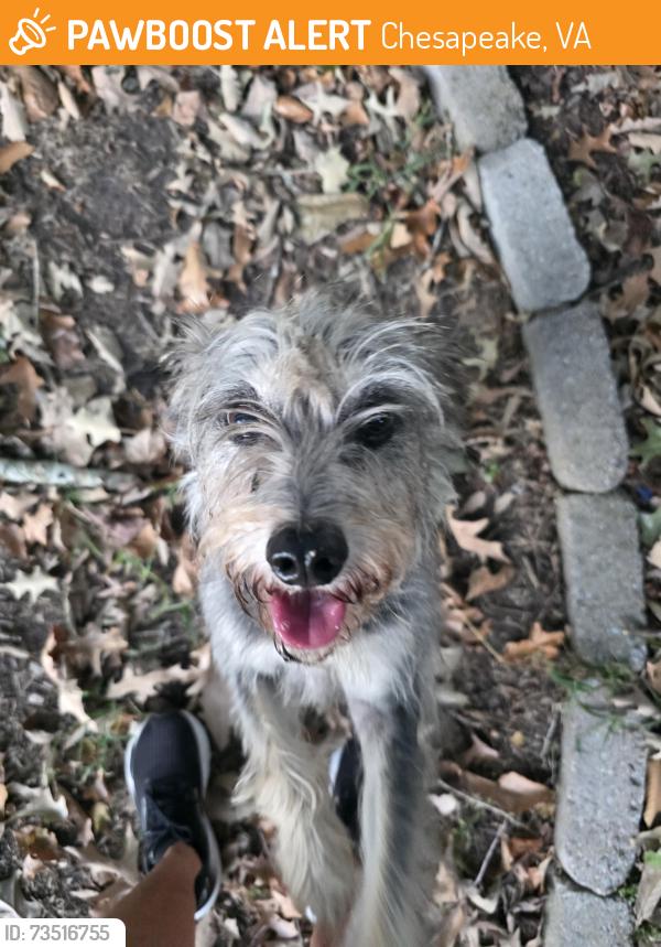 Found/Stray Male Dog last seen Sterling Court and Cutspring Rd, Chesapeake, VA 23322
