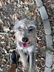 Found/Stray Male Dog last seen Sterling Court and Cutspring Rd, Chesapeake, VA 23322