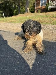 Found/Stray Male Dog last seen Wheatley Ave and Rodman, Charlotte, NC 28205