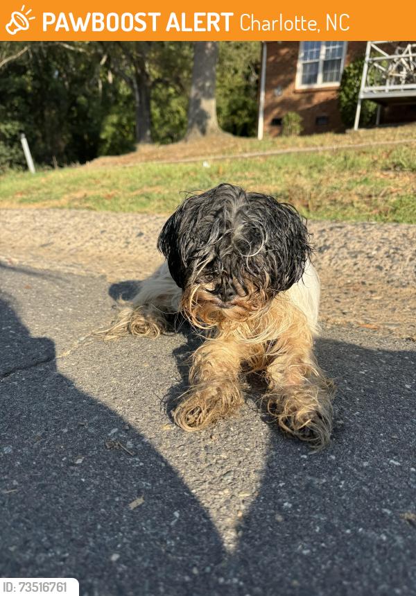 Found/Stray Male Dog last seen Wheatley Ave and Rodman, Charlotte, NC 28205