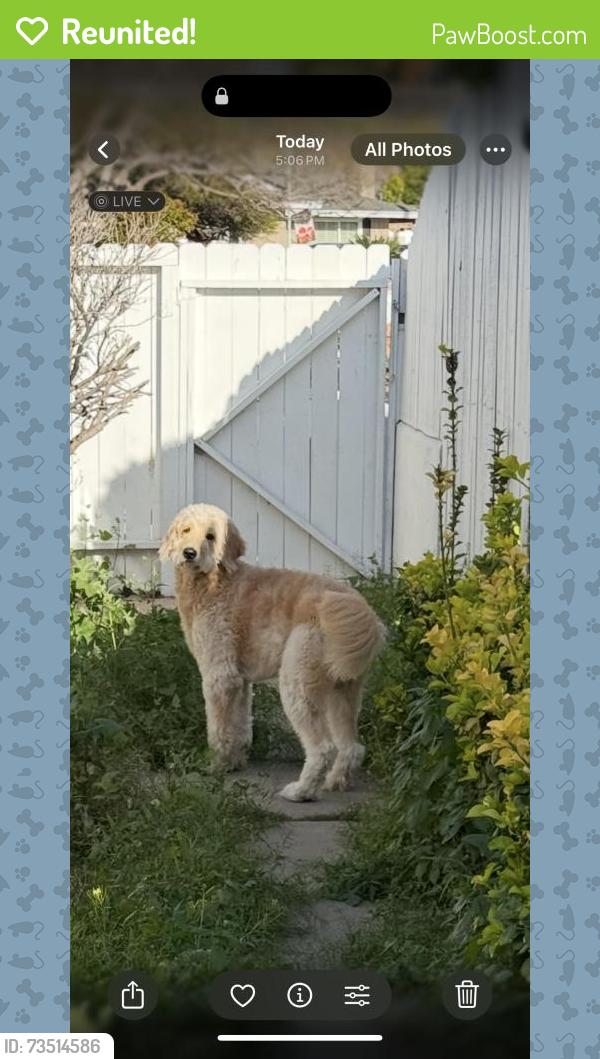 Reunited Male Dog last seen Near Putter Dr, Bonita, CA 91902, USA, Bonita, CA 91902
