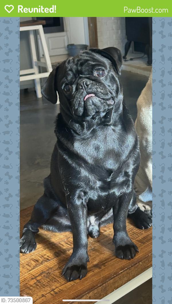 Reunited Male Dog last seen Hefner Rd, Walhalla, SC 29691
