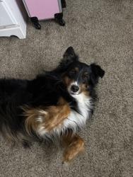 Reunited Male Dog last seen Hardwood Trail, Mesquite, TX 75150, USA, Mesquite, TX 75150
