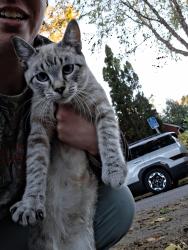 Found/Stray Female Cat last seen Near Sheridan Ave N, Minneapolis, MN 55411