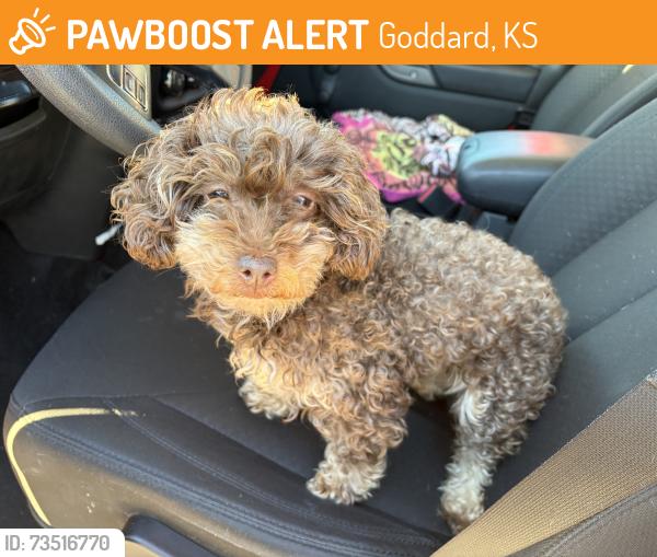 Found/Stray Female Dog last seen Goddard, KS, Goddard, KS 67052