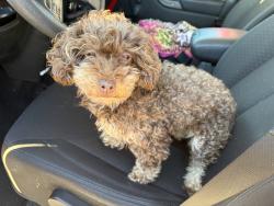 Found/Stray Female Dog last seen Goddard, KS, Goddard, KS 67052