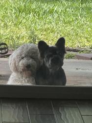 Lost Female Dog last seen Saums & Westgreen, Houston, TX 77084