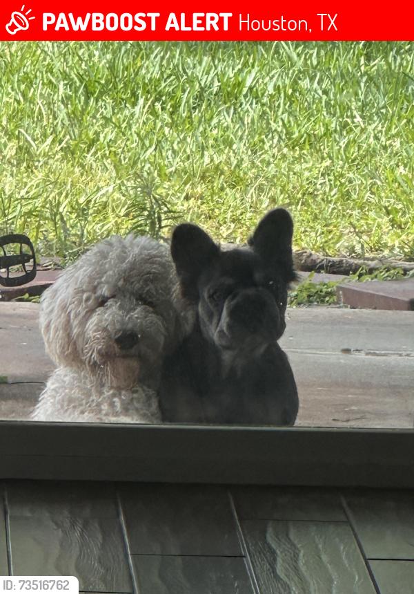 Lost Female Dog last seen Saums & Westgreen, Houston, TX 77084