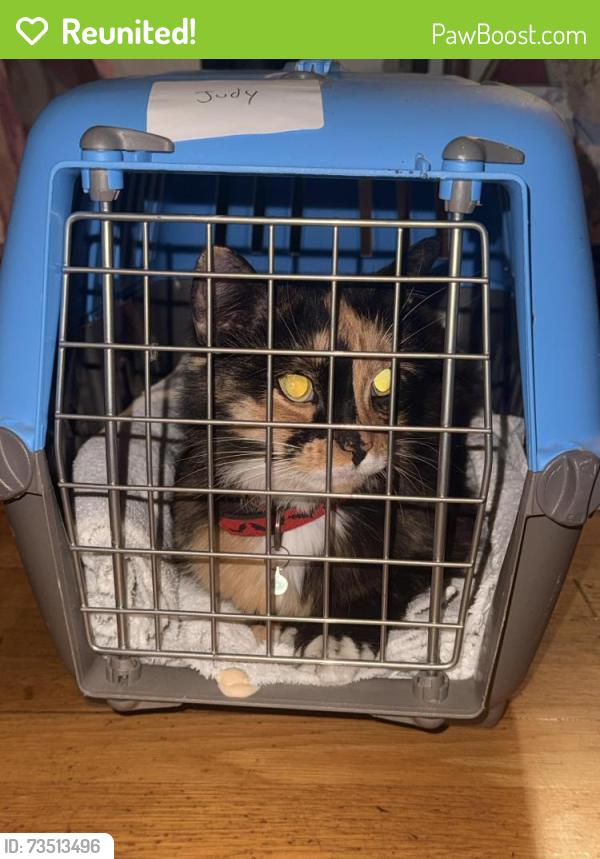 Reunited Female Cat last seen SE 30th and Belmont, Portland, OR 97214