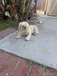 Found/Stray Male Dog last seen Budlong/ 139th, Gardena, CA 90247