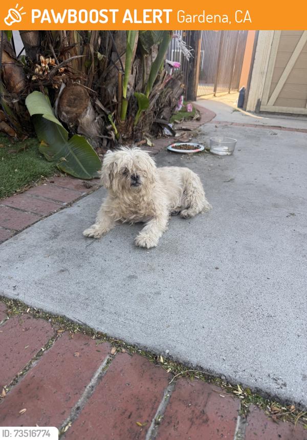 Found/Stray Male Dog last seen Budlong/ 139th, Gardena, CA 90247