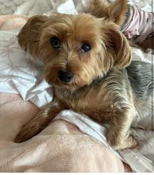 Reunited Female Dog last seen Near Sprague Ave, Franklin Square, NY 11010