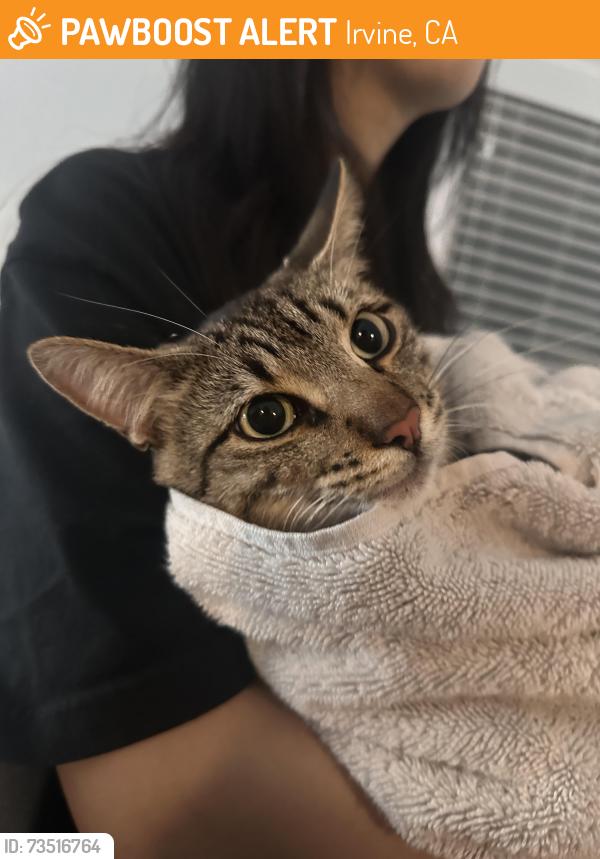 Found/Stray Male Cat last seen west park, Irvine, CA 92614