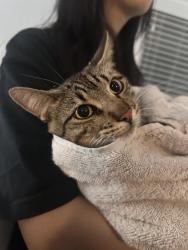 Found/Stray Male Cat last seen west park, Irvine, CA 92614